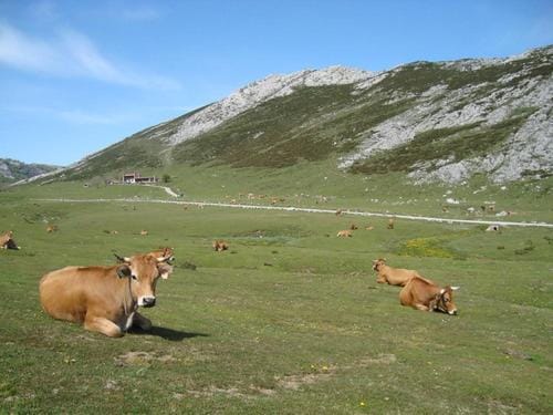 Apartamento El Fondon 2 Apartment in Cangas de Onís