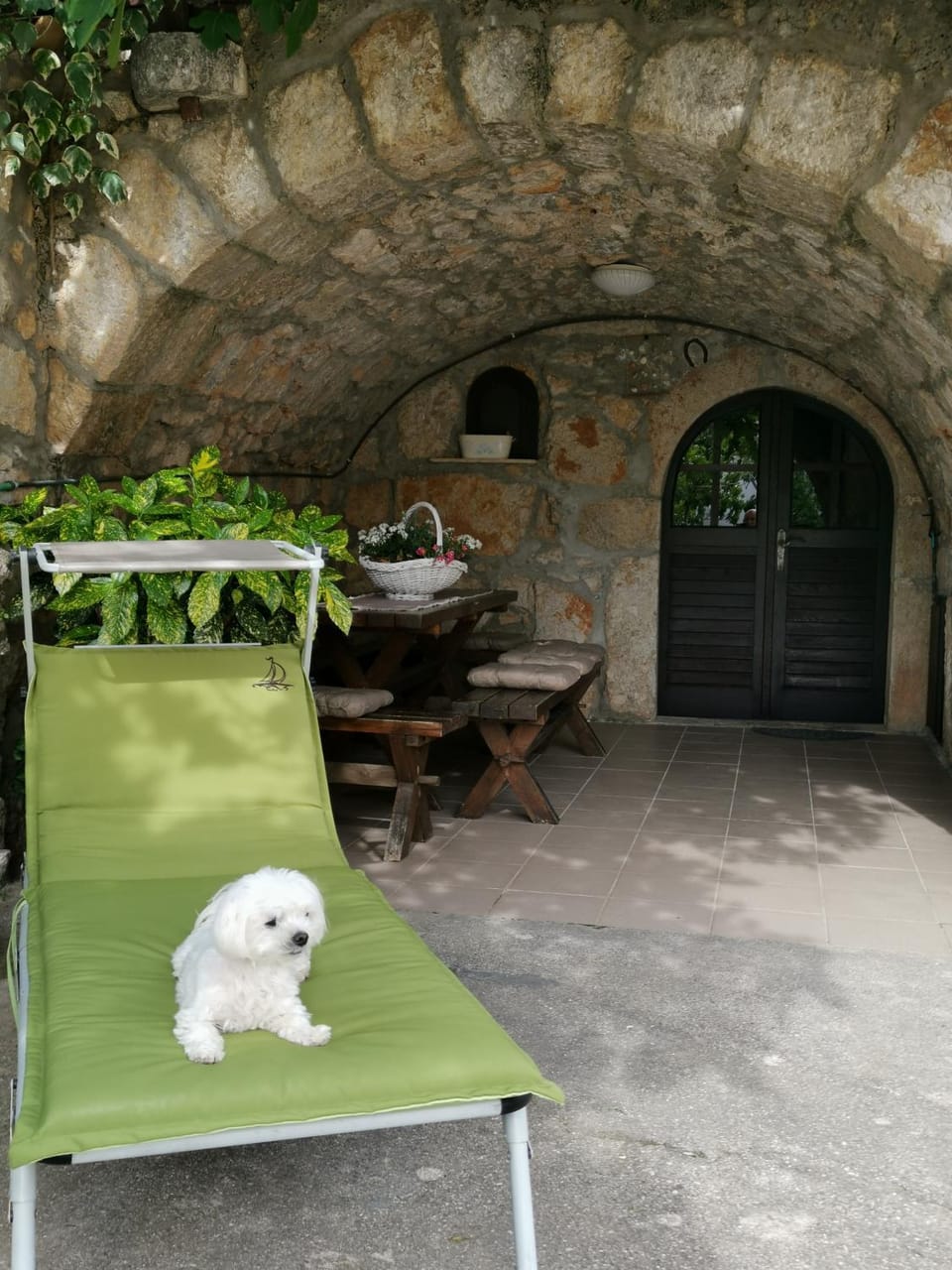 Patio, Pets