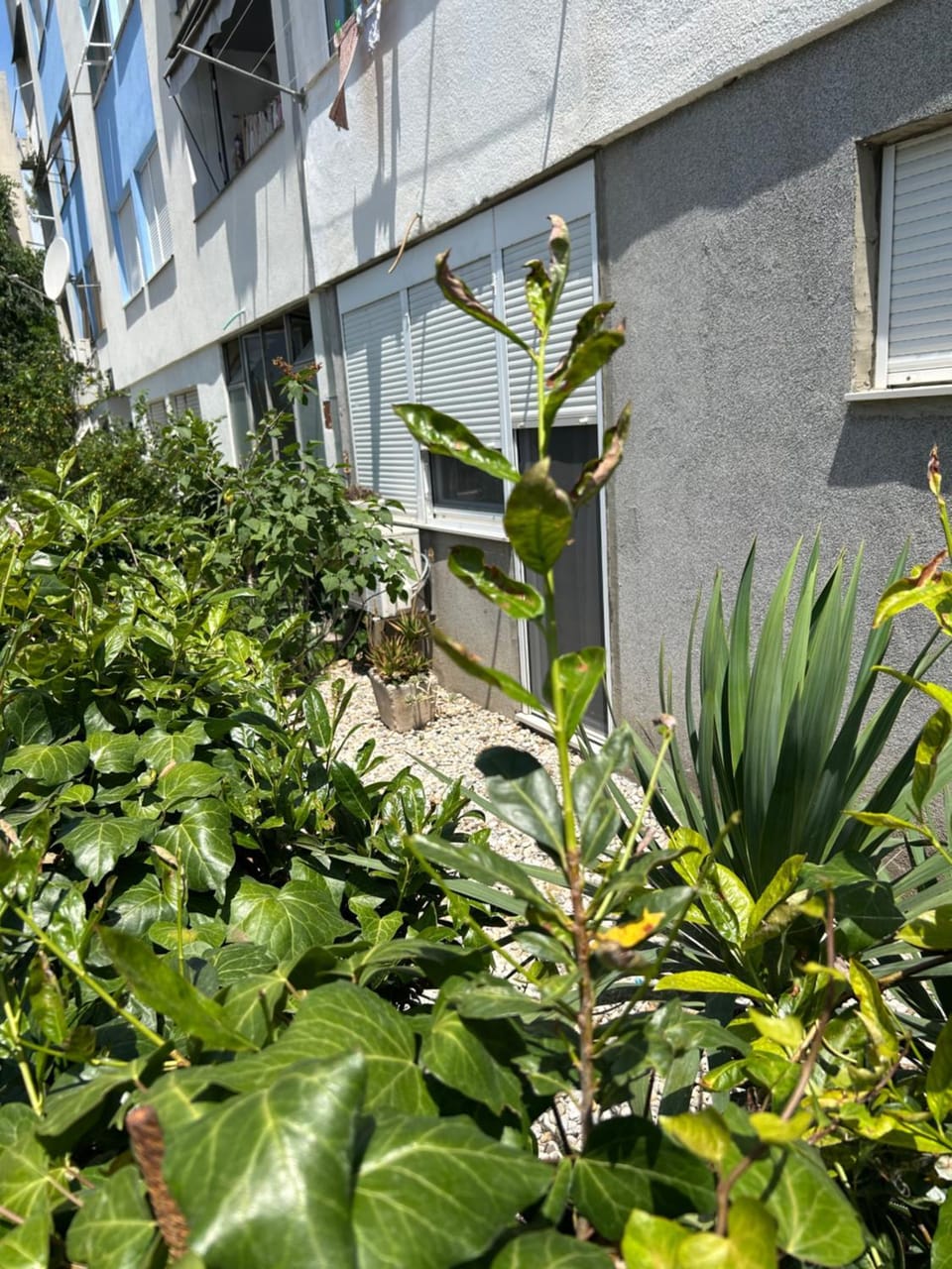 Garden view