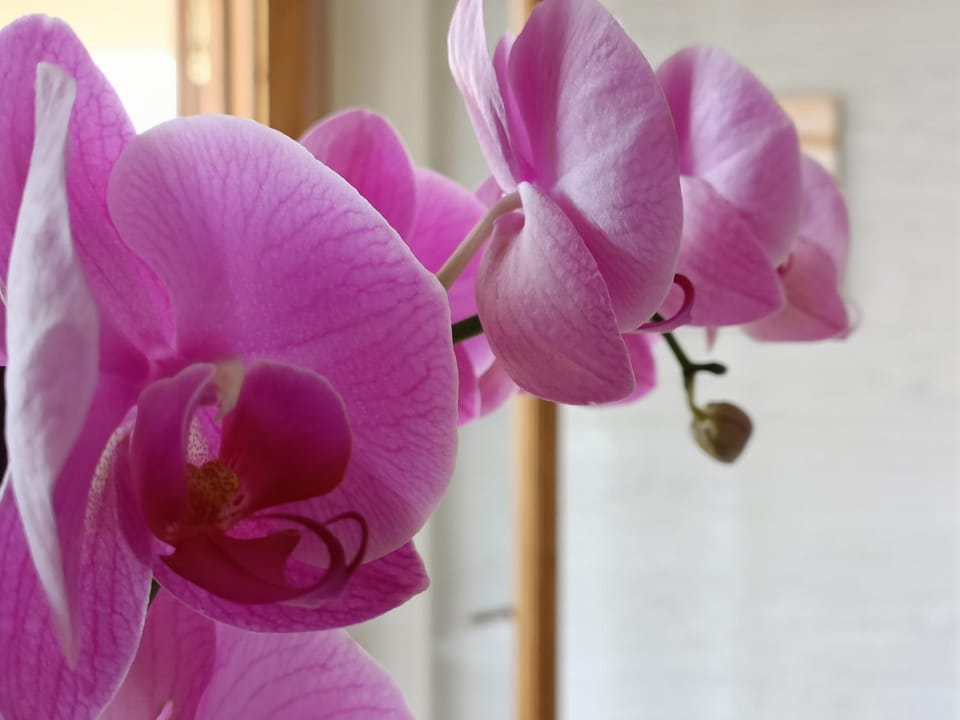 B&B villa orchidea Bed and Breakfast in Calabria
