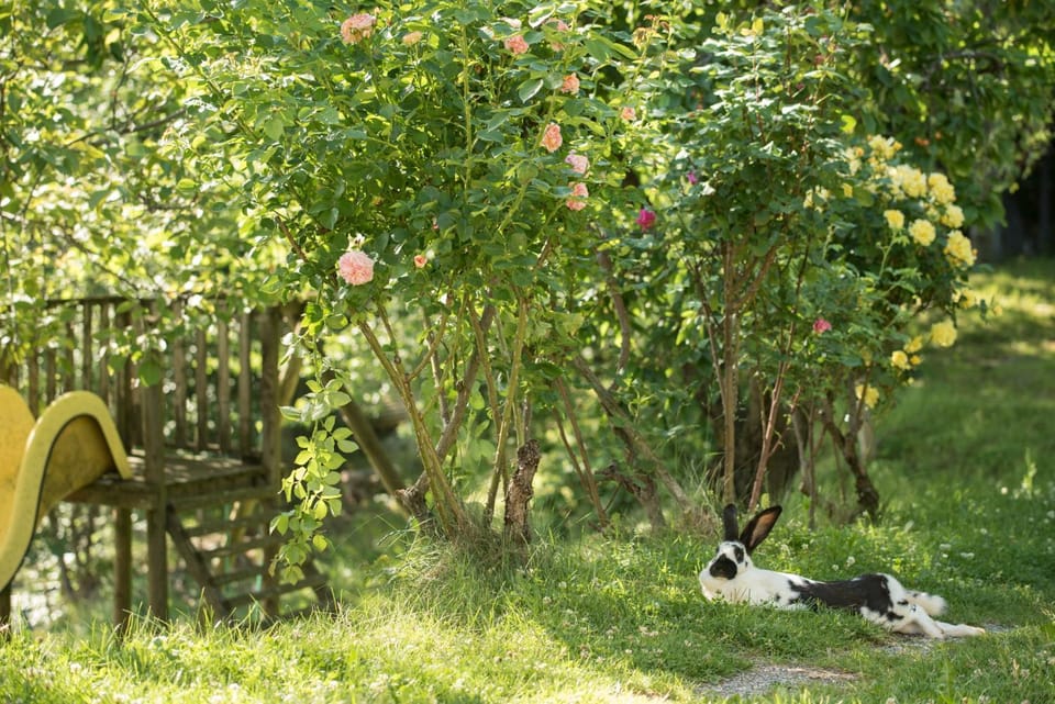Garden, Animals, Pets