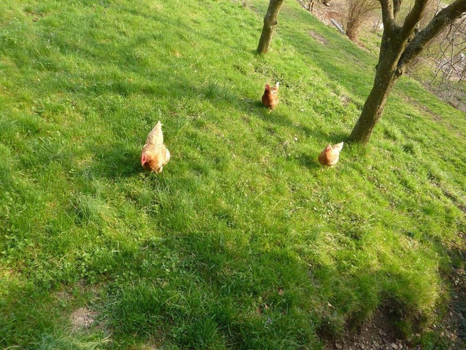 Property building, Animals