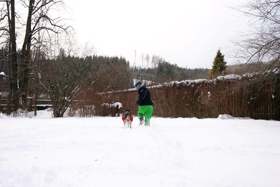 Winter, Garden, Pets, children