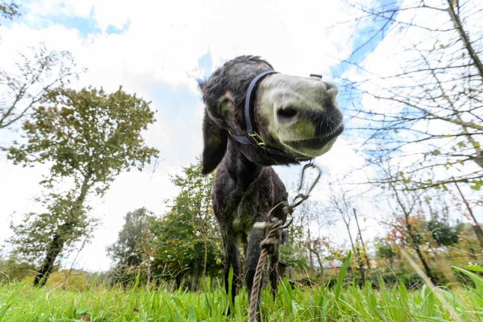 Casa da Eira "Lavoura da Bouça - Fruta Bio" Villa in Porto District