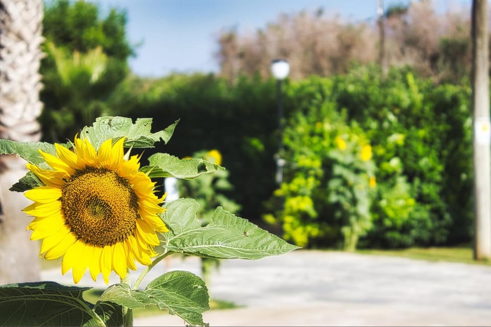 Garden view
