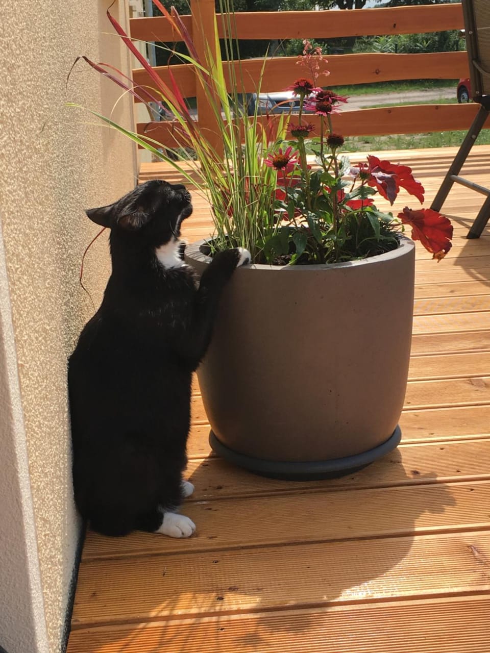 Balcony/Terrace, Pets
