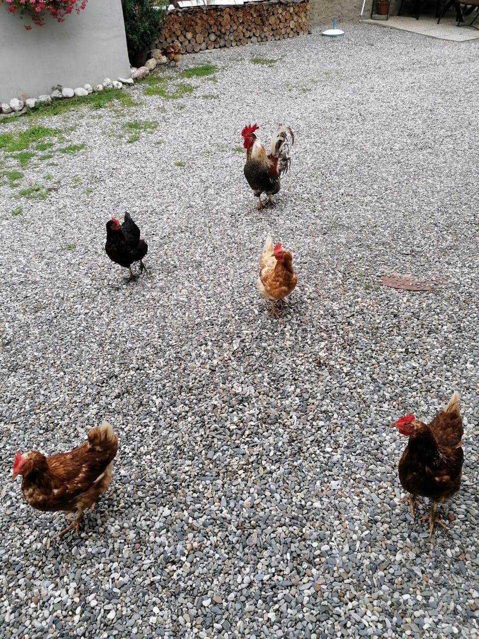 Animals