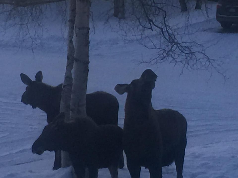 Animals
