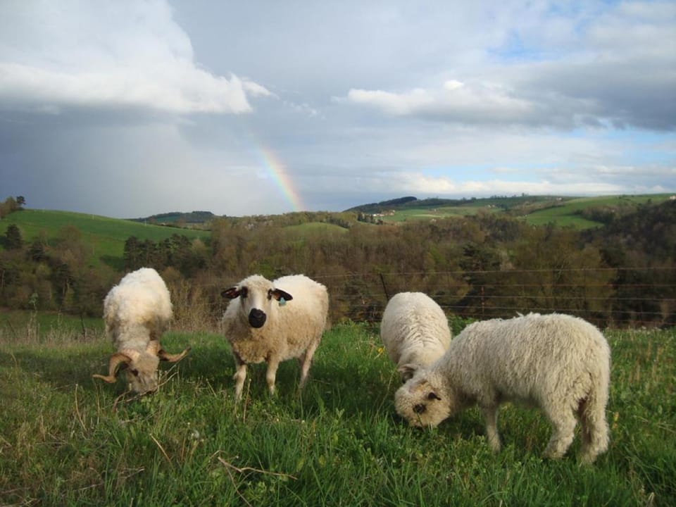 Grange rénovée avec jardin clos, animaux acceptés, proche des Monts du Lyonnais - FR-1-496-119 House in Auvergne-Rhône-Alpes