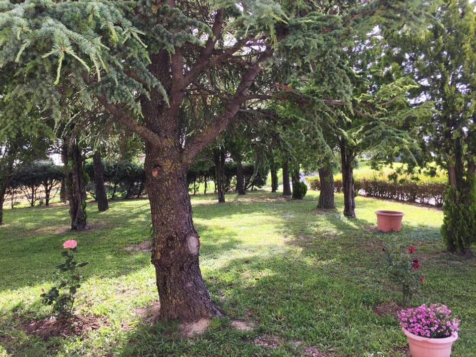 Garden view