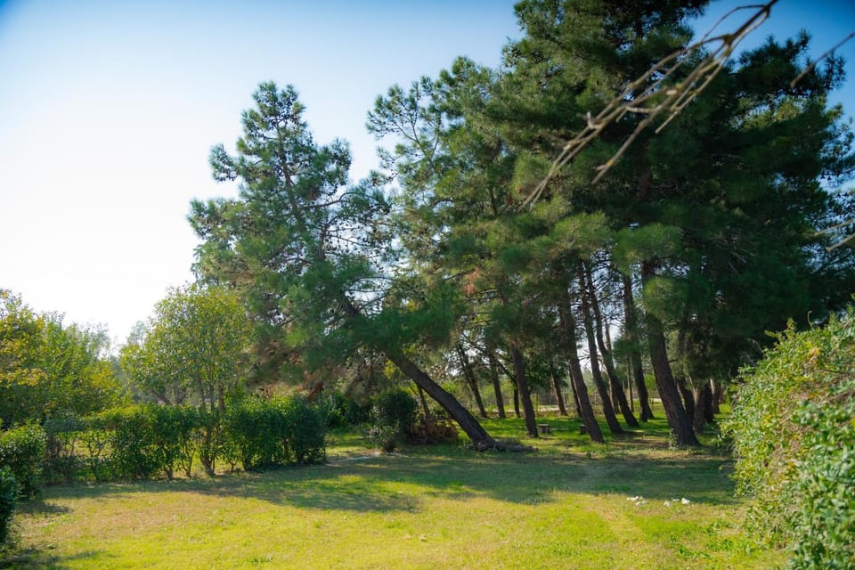 Day, Natural landscape, Garden