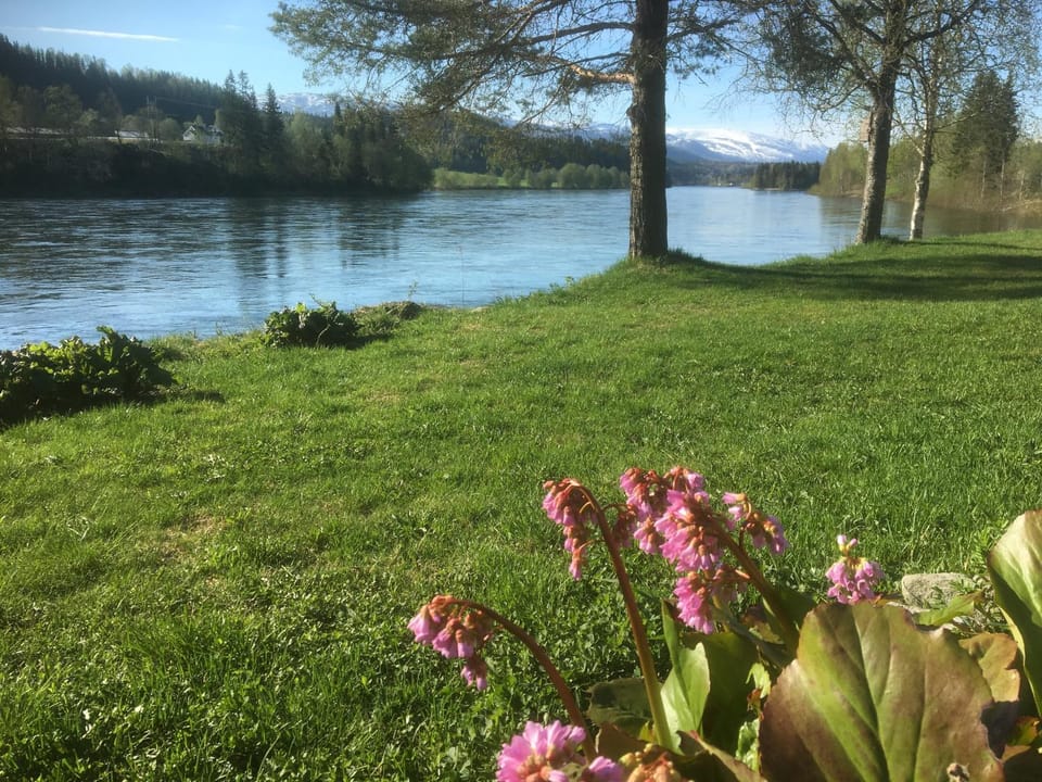 Natural landscape, Garden, River view