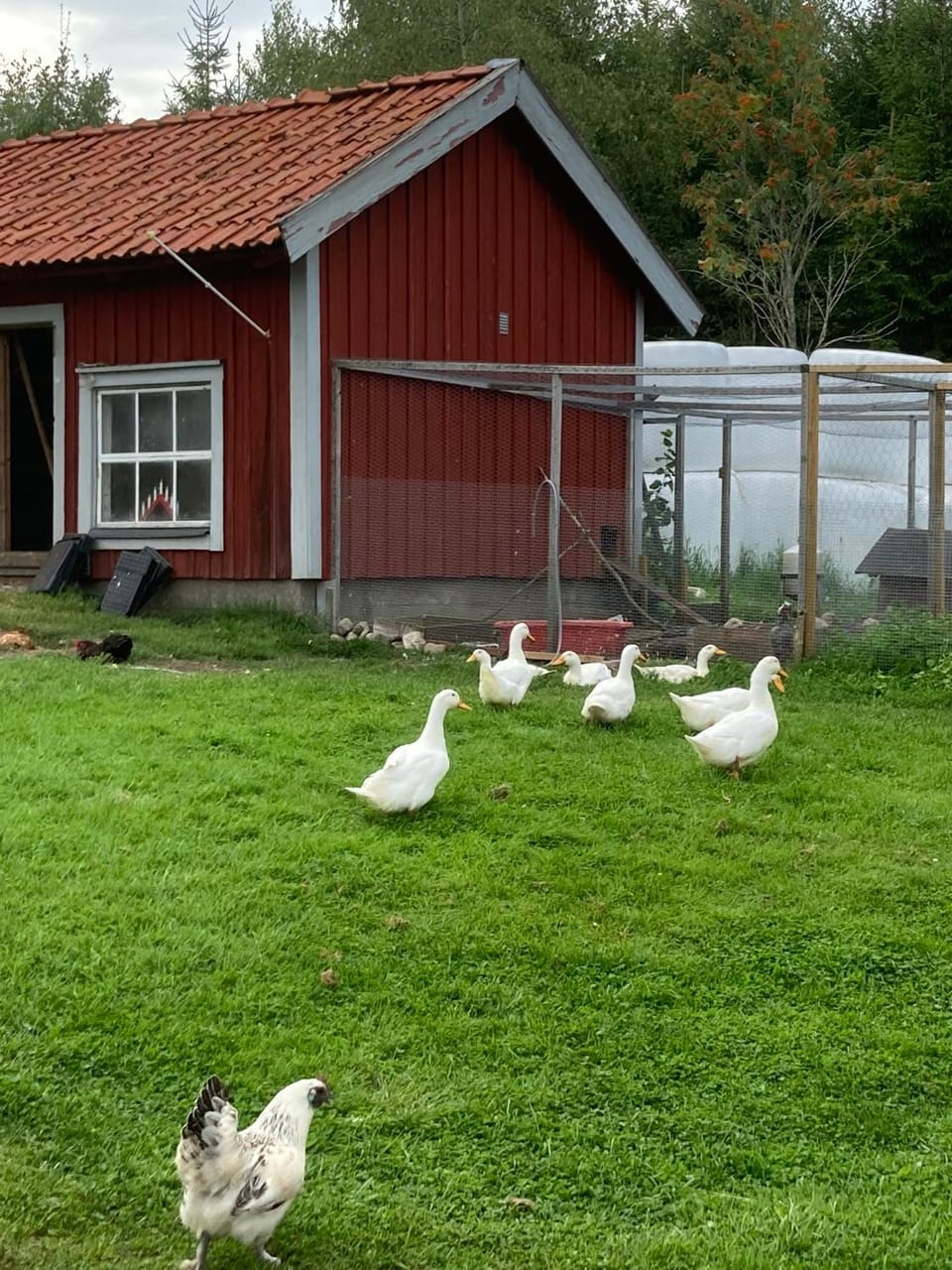 Täppans B&B Bed and Breakfast in Sweden
