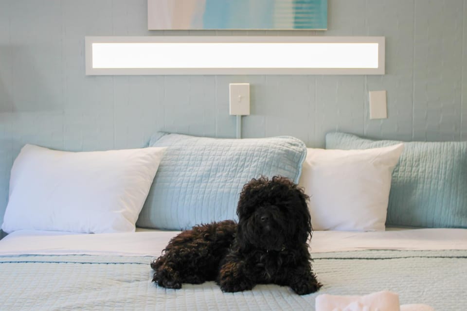 Bed, Pets, Pets, pet friendly, pet friendly