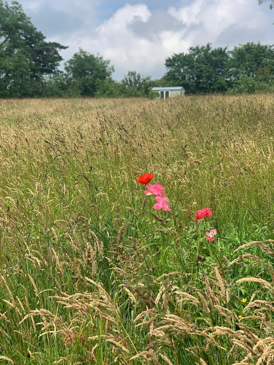 Hillcrest Hut Apartment in Wales