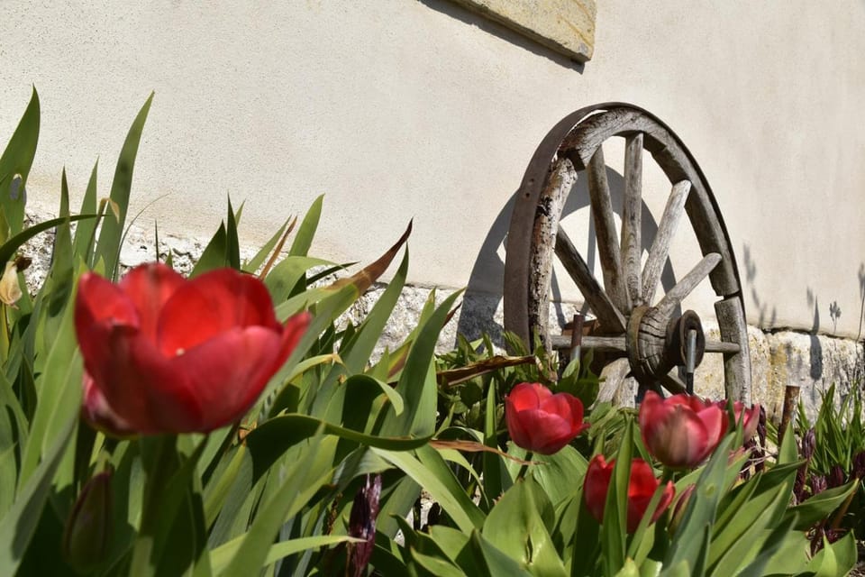 Spring, Garden, Garden view