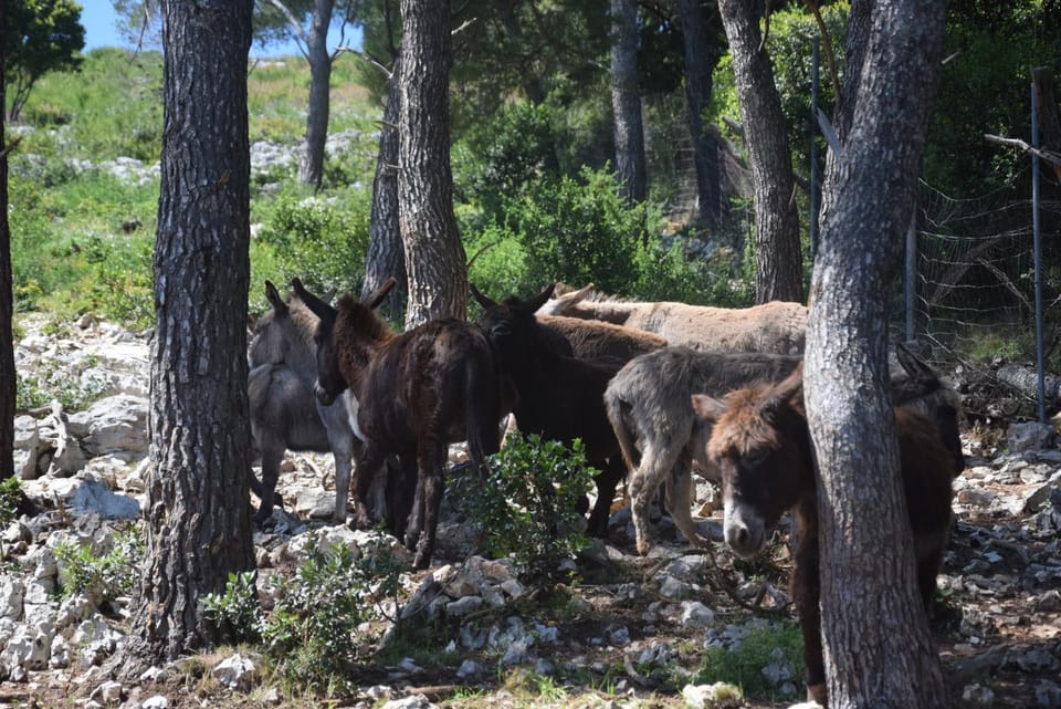 Apartman Ana Apartment in Zadar County