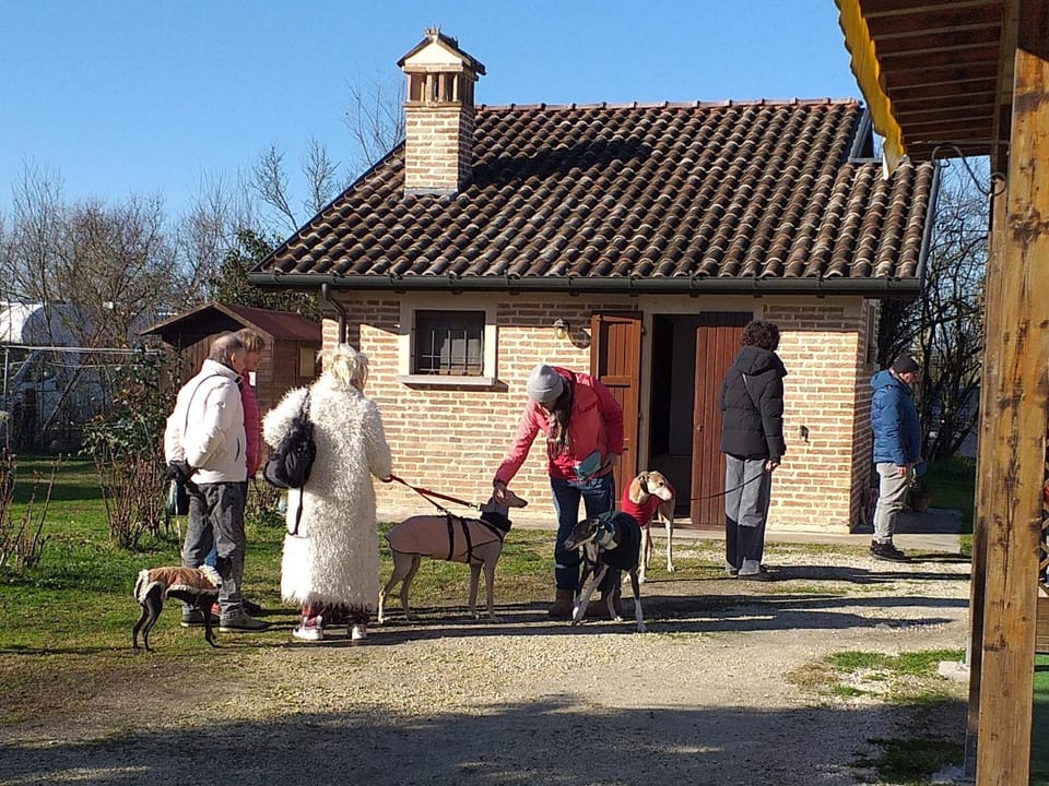 Pets, group of guests