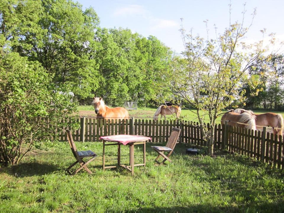 Patio, Spring, Day, Garden, Balcony/Terrace, Animals, On site