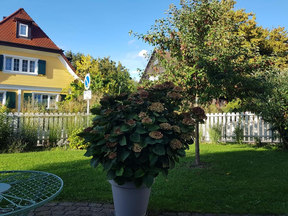 Garden view