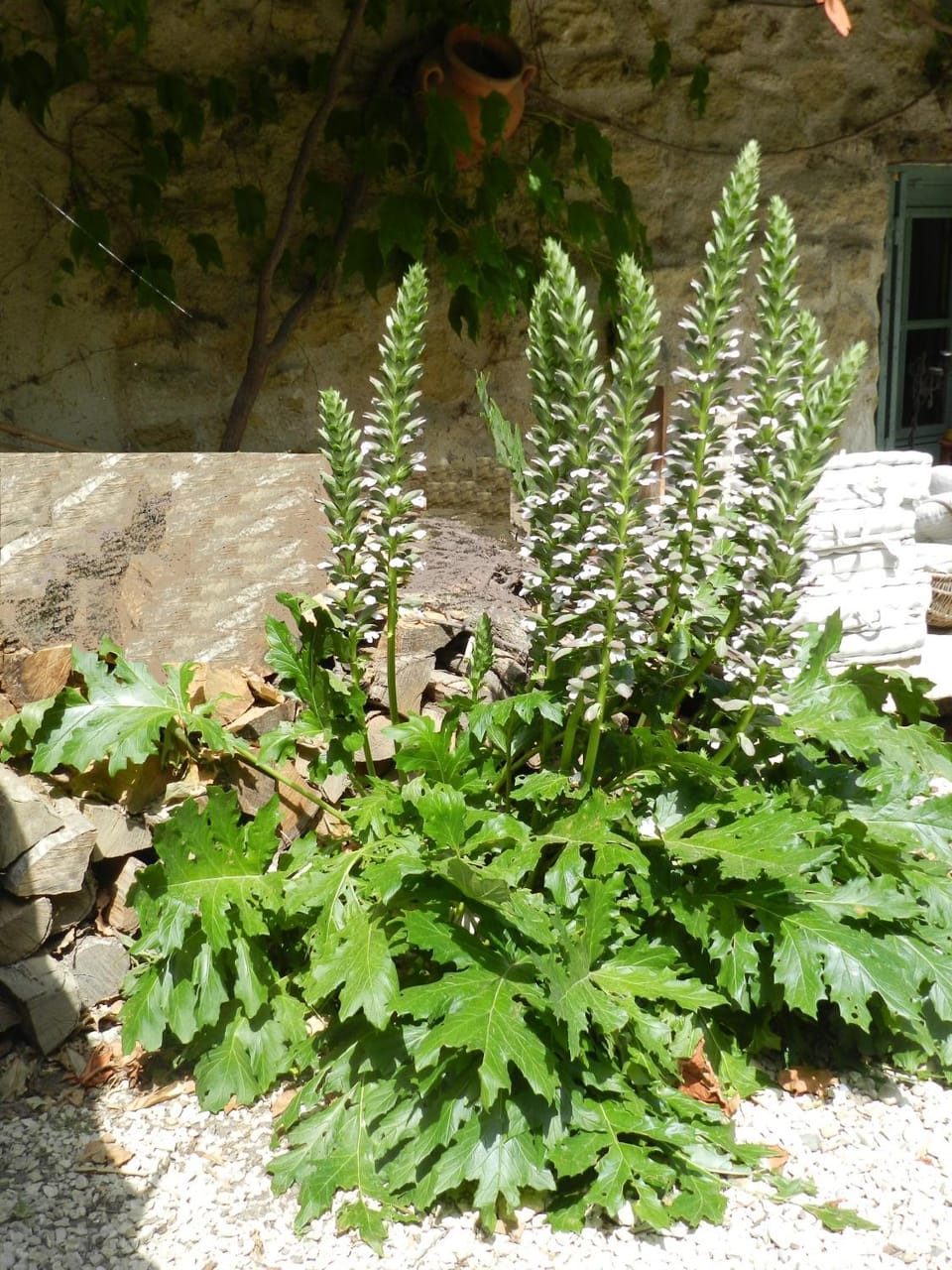 Garden view