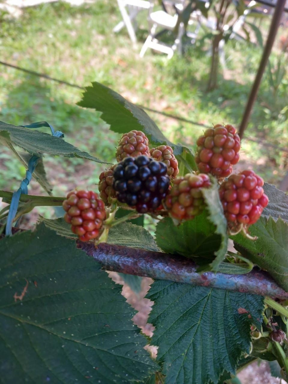 Day, Garden, Food and drinks, Food, Garden view