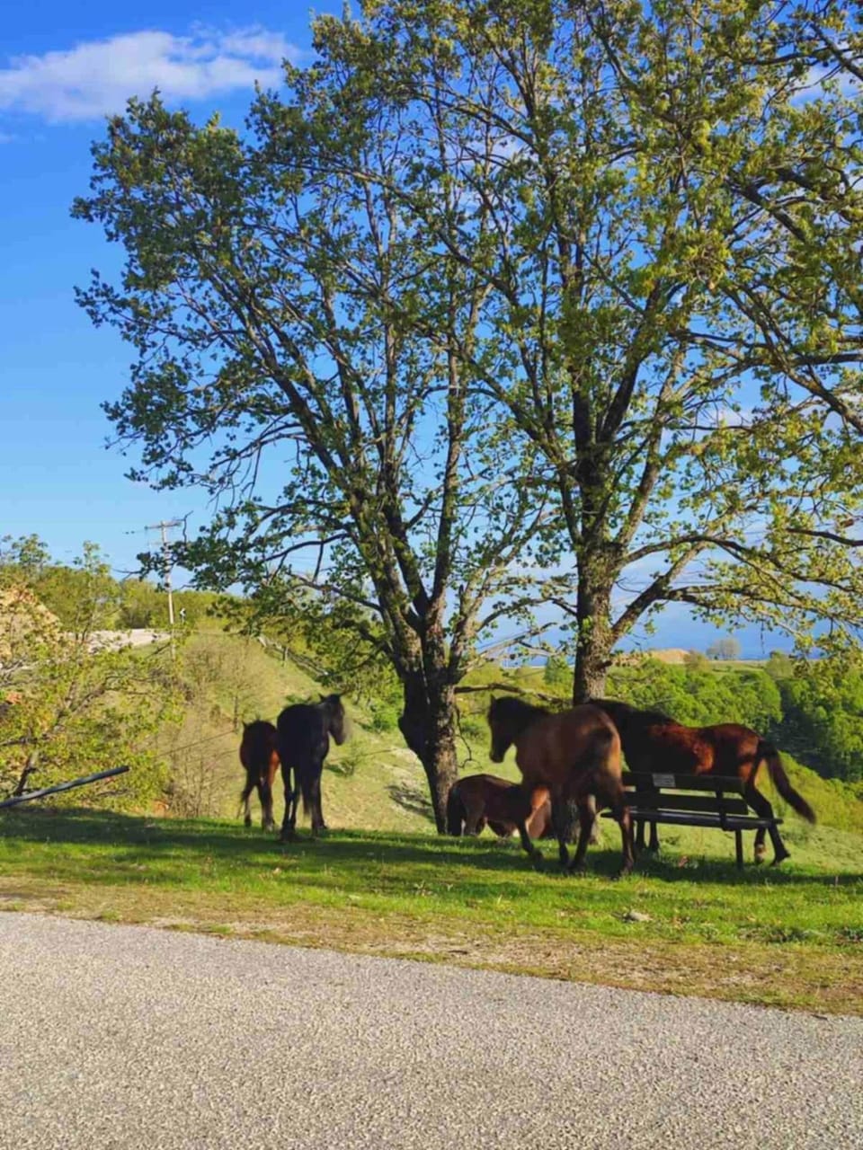 Archontiko Fotini - Traditional Guesthouse Meteora Bed and Breakfast in North Macedonia