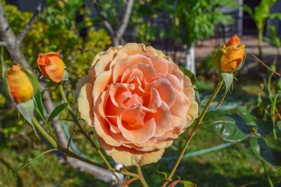 Garden