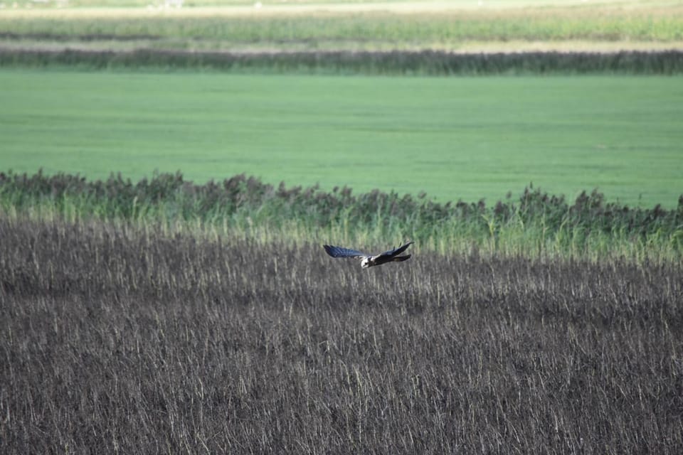 Natural landscape, Animals