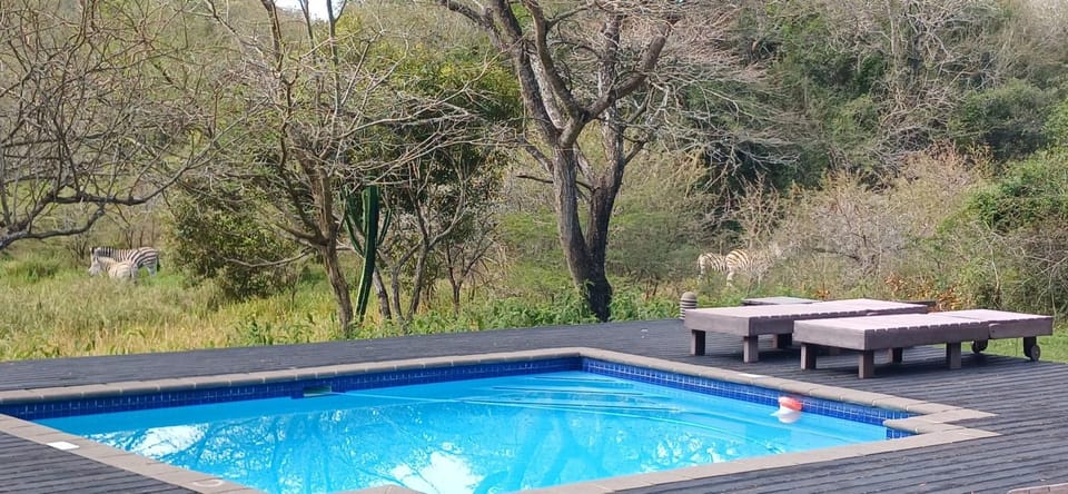 Animals, Animals, Swimming pool, Entertainment