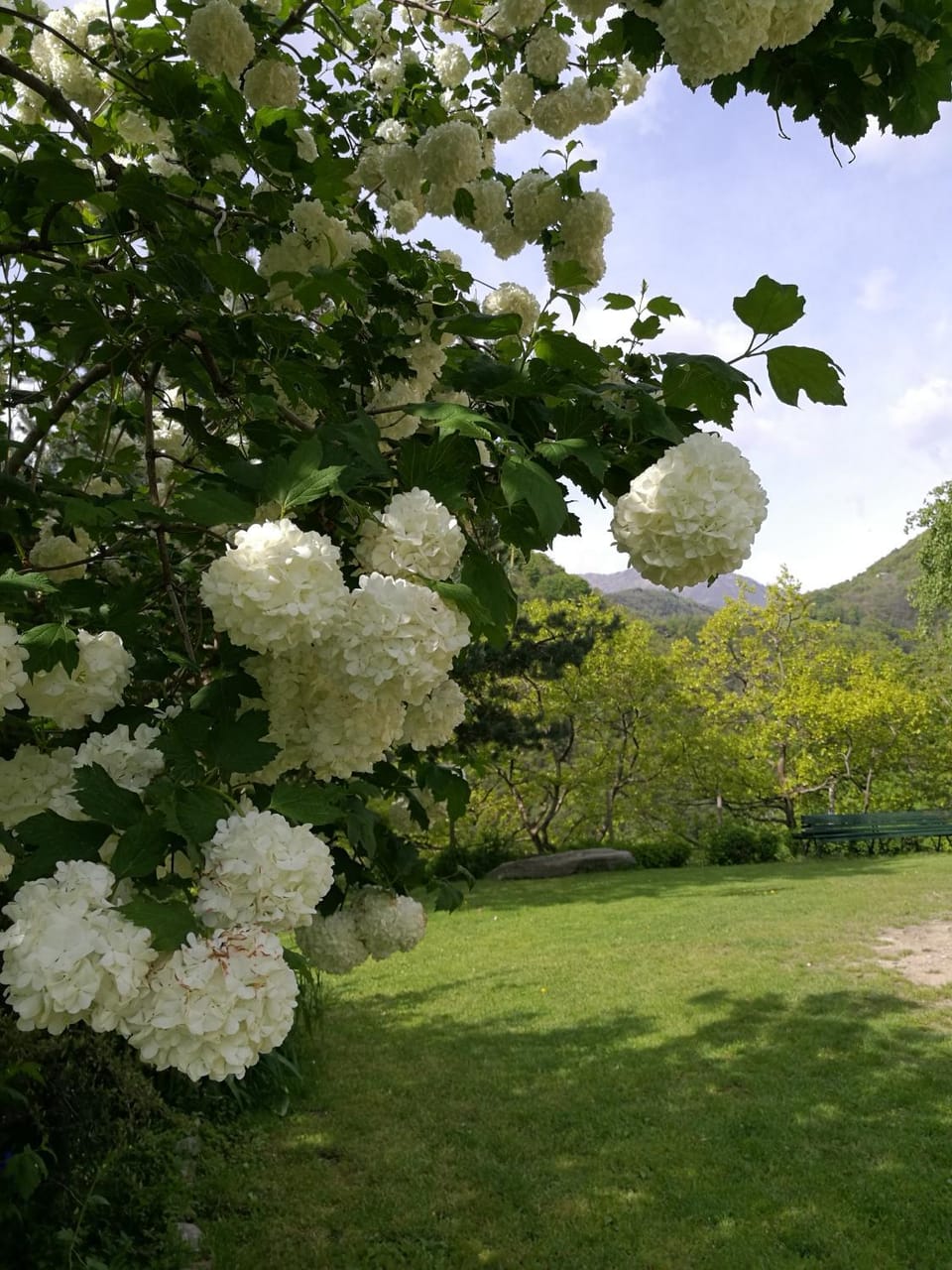 Garden view