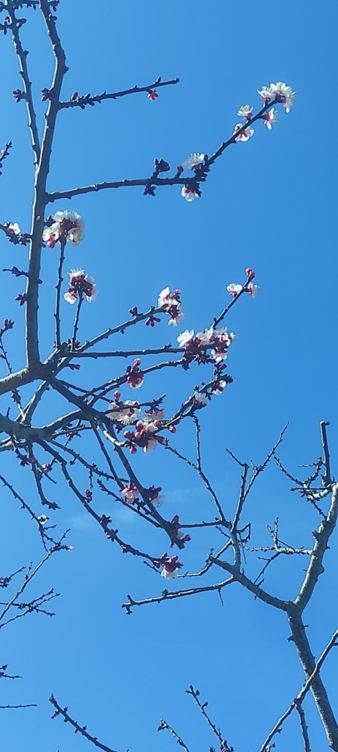 Spring
