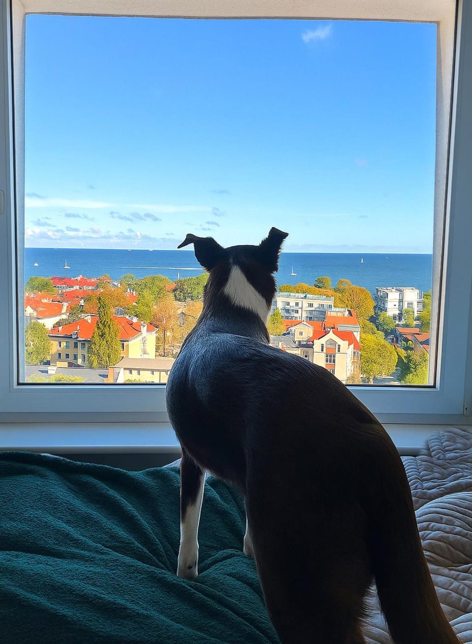 Bird's eye view, View (from property/room), Animals, Autumn, City view, Landmark view, Sea view, pet friendly, pet friendly