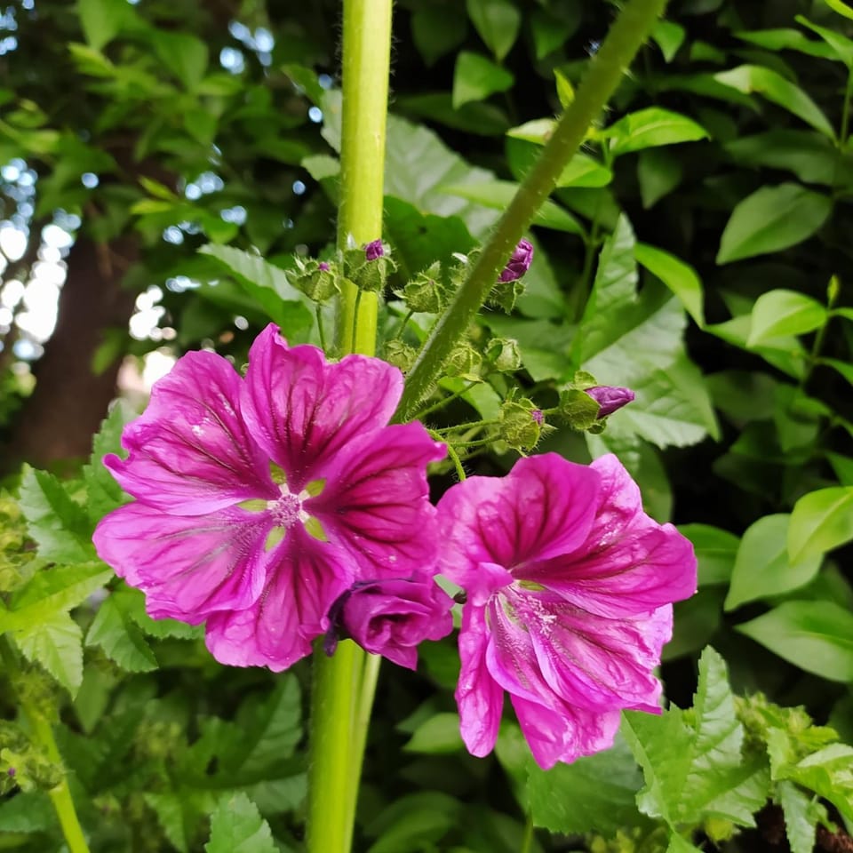 Garden, Garden view