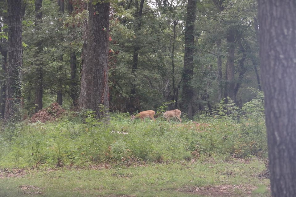 Natural landscape, Animals