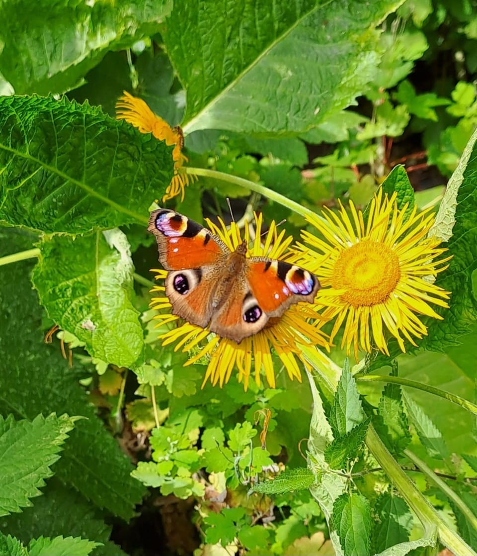 Property building, Animals