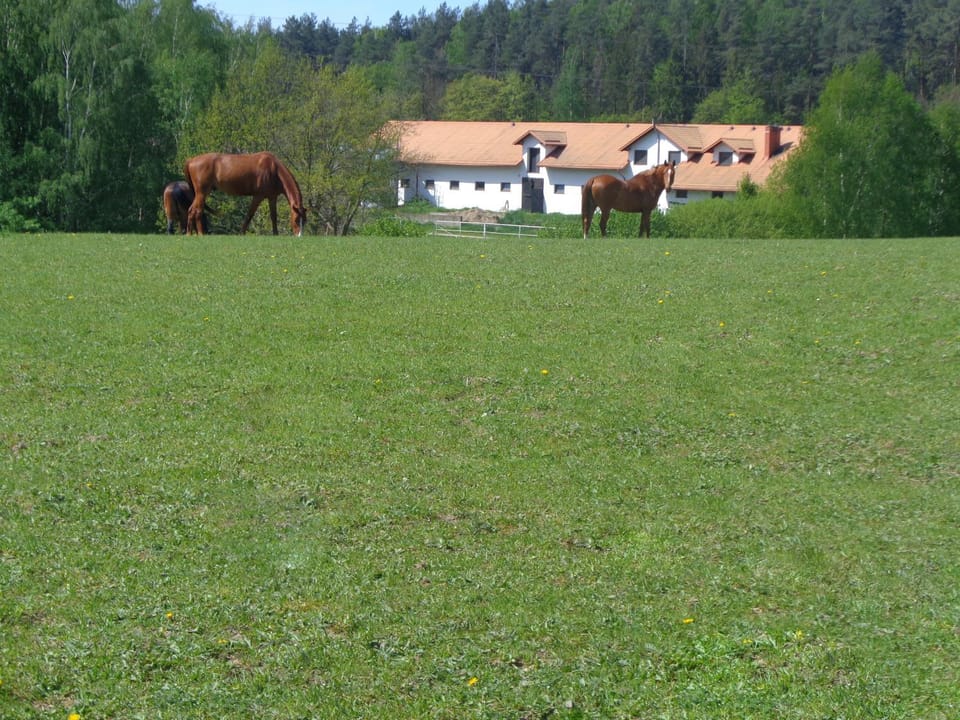 Sakowcówka - Agroturystyka , stajnia Bed and Breakfast in Pomeranian Voivodeship