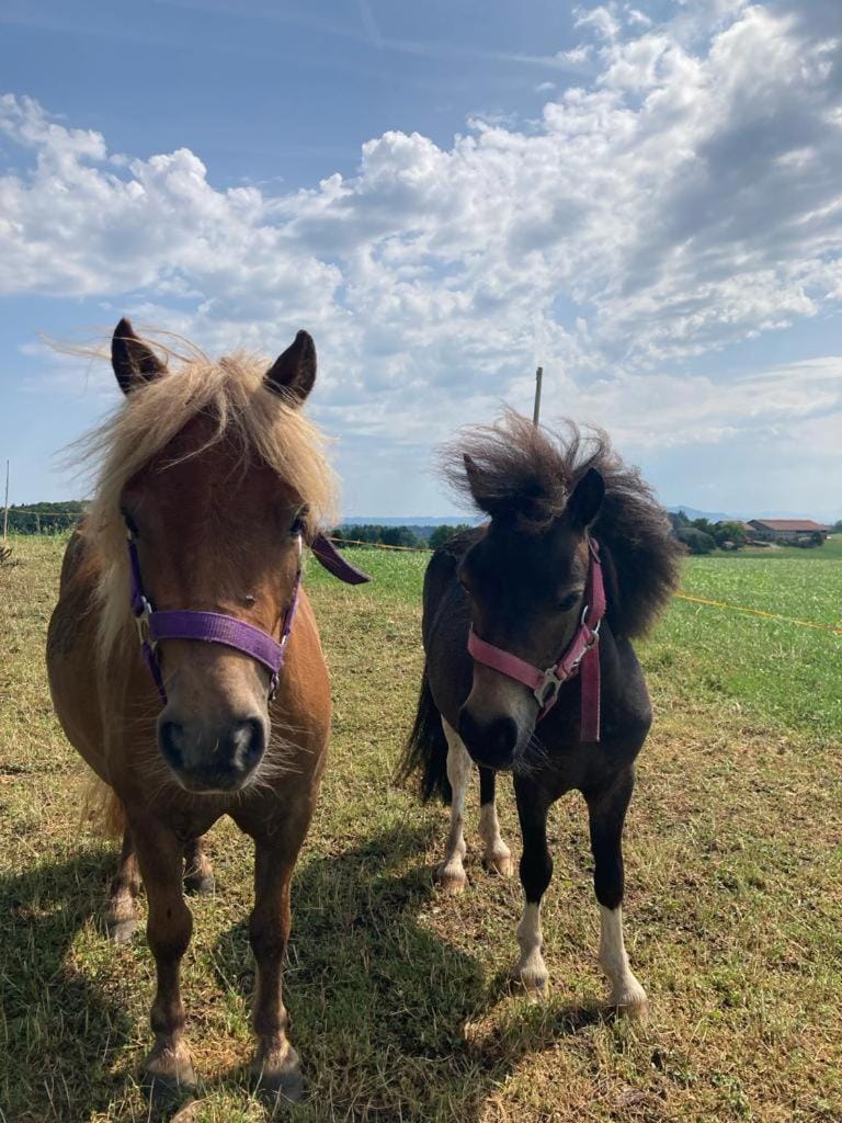 Plattenberger Hof Farm Stay in Berchtesgadener Land