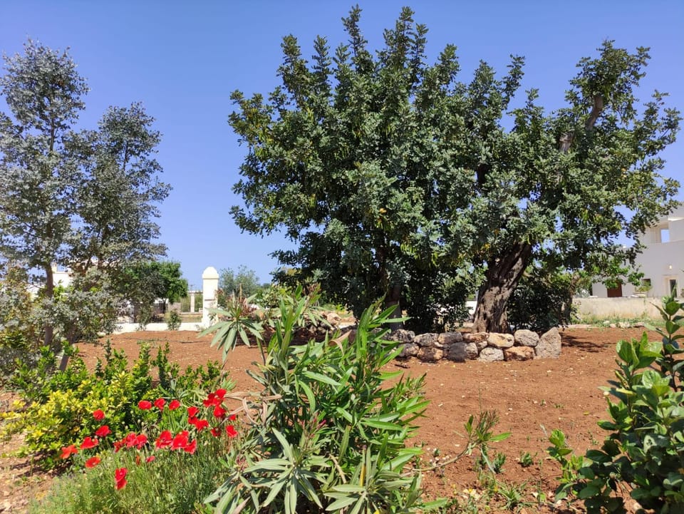 Residenza "I Tre Carrubi " House in Apulia