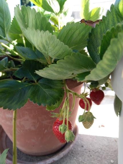 Day, Summer, Balcony/Terrace, On site, Area and facilities
