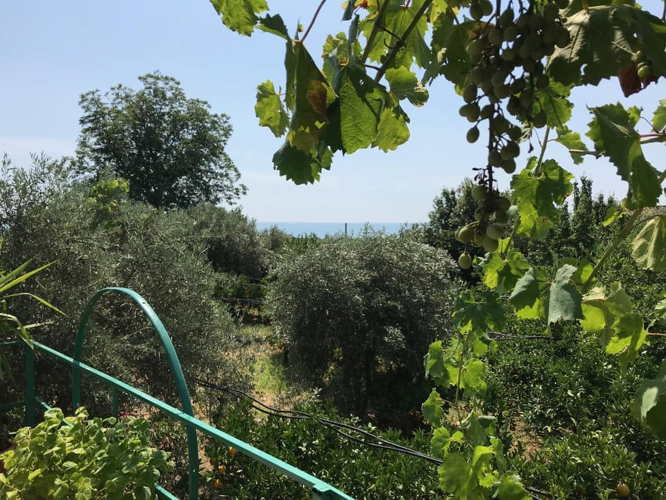 Arancetodamare_ARTEMIDE House in Calabria