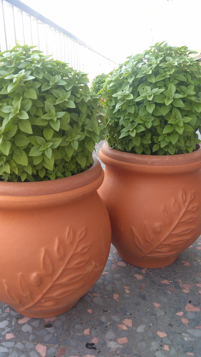 Garden, Balcony/Terrace