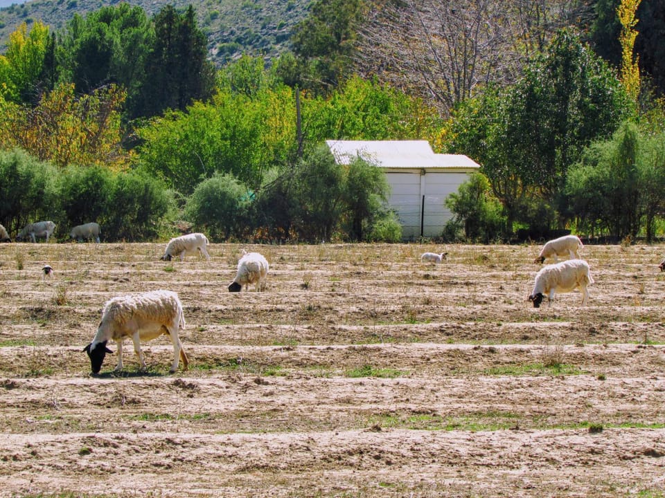 Neighbourhood, Natural landscape, Animals