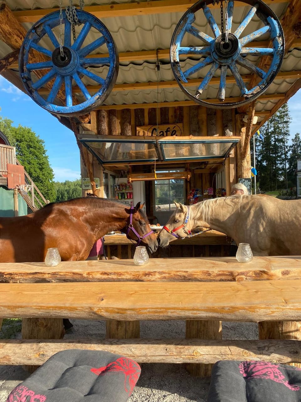 Day, Animals