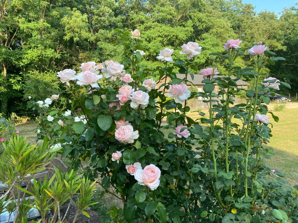 Garden, Garden view