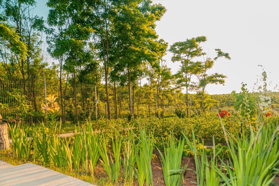 PENSIUNEA AGROTURISTICA VALENTINO Farm Stay in Constanța County