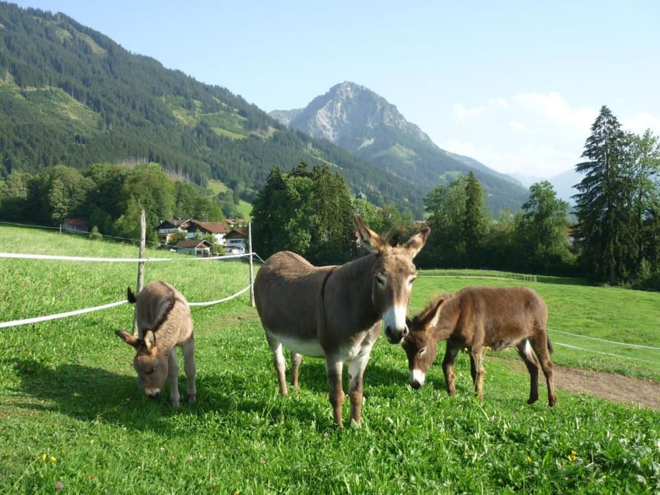 Natural landscape, Animals, Mountain view