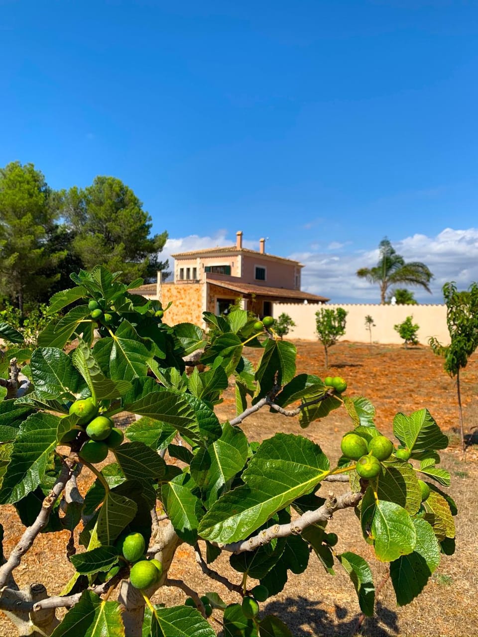 Finca Son Amal House in Pla de Mallorca