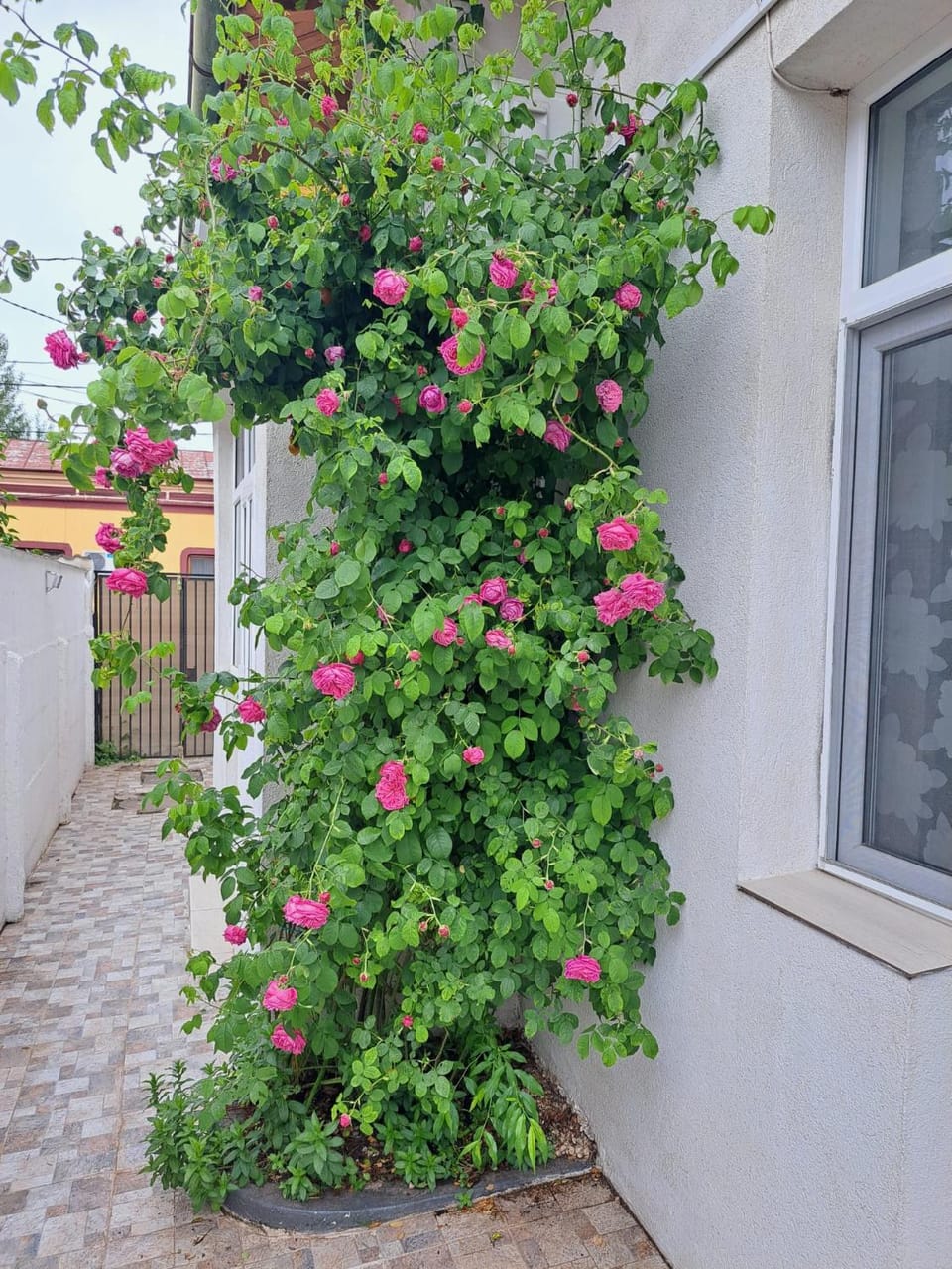 Spring