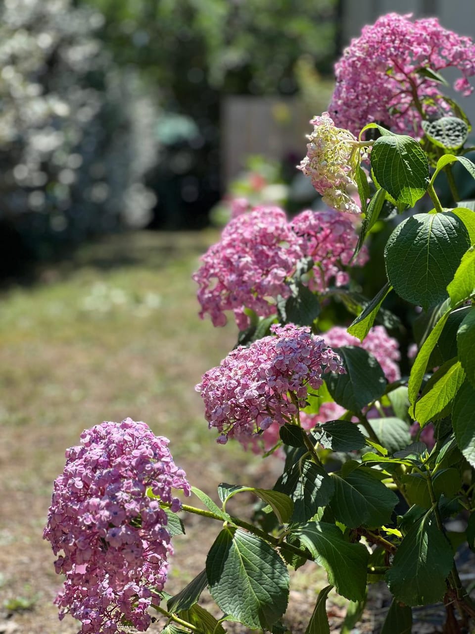 Garden view